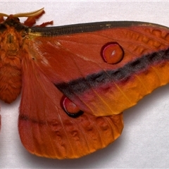 Austrocaligula loranthi at Bulli, NSW - 21 Nov 2024 09:21 PM