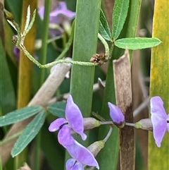 Glycine clandestina (Twining Glycine) at Tinderry, NSW - 20 Nov 2024 by JaneR