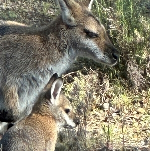 Notamacropus rufogriseus (Red-necked Wallaby) at Bungendore, NSW by yellowboxwoodland