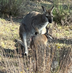 Notamacropus rufogriseus at Bungendore, NSW - suppressed