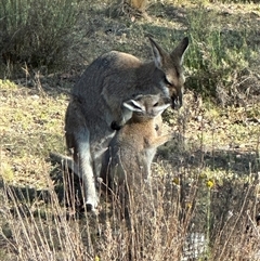 Notamacropus rufogriseus at Bungendore, NSW - suppressed