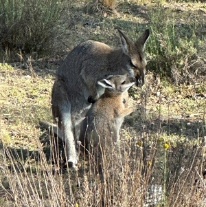 Notamacropus rufogriseus at Bungendore, NSW - suppressed