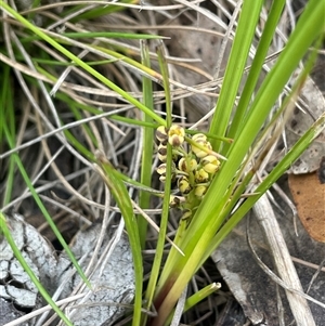 Lomandra filiformis subsp. filiformis at Tinderry, NSW - 20 Nov 2024 01:27 PM