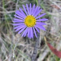 Brachyscome spathulata at Tinderry, NSW - 20 Nov 2024 by JaneR