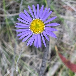 Brachyscome spathulata at Tinderry, NSW - 20 Nov 2024