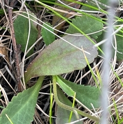 Brachyscome spathulata at Tinderry, NSW - 20 Nov 2024