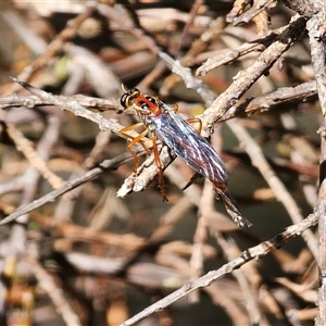 Humerolethalis sergius at Jingera, NSW - 19 Nov 2024