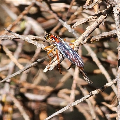 Humerolethalis sergius (Robber fly) at Jingera, NSW - 19 Nov 2024 by Csteele4