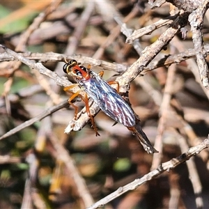 Humerolethalis sergius at Jingera, NSW - 19 Nov 2024 03:42 PM