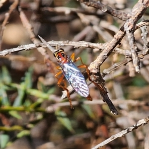 Humerolethalis sergius at Jingera, NSW - 19 Nov 2024