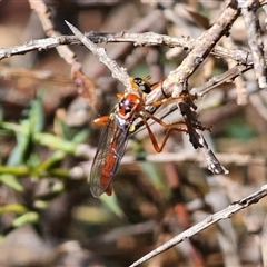 Humerolethalis sergius at Jingera, NSW - 19 Nov 2024 03:42 PM