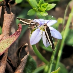 Scythris diatoma at Jingera, NSW - 19 Nov 2024