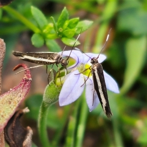 Scythris diatoma at Jingera, NSW - 19 Nov 2024