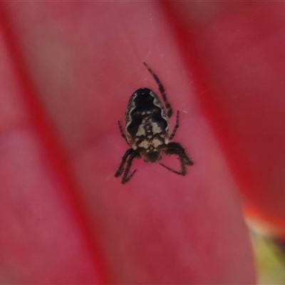 Plebs eburnus (Eastern bush orb-weaver) at Jingera, NSW - 19 Nov 2024 by Csteele4