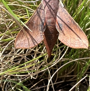 Hippotion scrofa at Tinderry, NSW - 20 Nov 2024