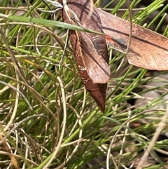 Hippotion scrofa at Tinderry, NSW - 20 Nov 2024