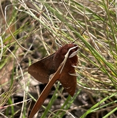 Hippotion scrofa at Tinderry, NSW - 20 Nov 2024