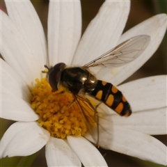 Melangyna viridiceps (Hover fly) at Freshwater Creek, VIC - 3 Nov 2024 by WendyEM