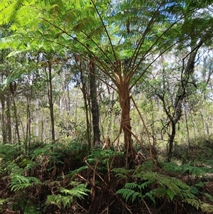 Cyathea cooperi at Robertson, NSW - 21 Nov 2024