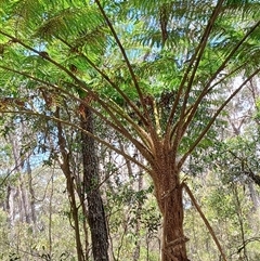 Cyathea cooperi at Robertson, NSW - 21 Nov 2024