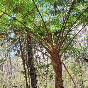 Cyathea cooperi at Robertson, NSW - suppressed