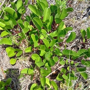 Canavalia rosea (Coastal Jack Bean) at Windang, NSW by plants