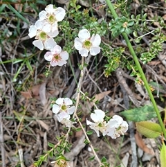 Leptospermum rotundifolium (Round Leaf Teatree) at Fitzroy Falls, NSW - 21 Nov 2024 by plants