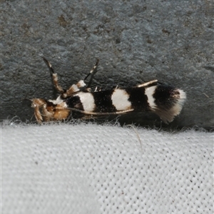 Limnaecia camptosema at Freshwater Creek, VIC - 4 Nov 2024 11:48 PM