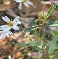 Olearia erubescens at Tinderry, NSW - 20 Nov 2024 by JaneR