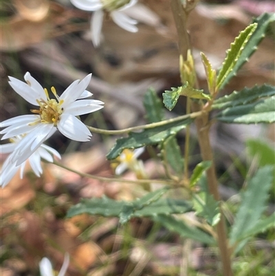 Olearia erubescens at Tinderry, NSW - 20 Nov 2024 by JaneR