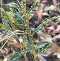 Olearia erubescens at Tinderry, NSW - 20 Nov 2024 11:04 AM