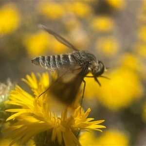 Aleucosia sp. (genus) (Bee Fly) at Yarralumla, ACT by PeterA