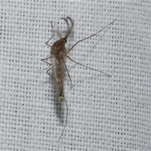 Aedes sp. (genus) at Freshwater Creek, VIC - 4 Nov 2024