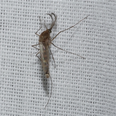 Aedes sp. (genus) at Freshwater Creek, VIC - 4 Nov 2024 by WendyEM