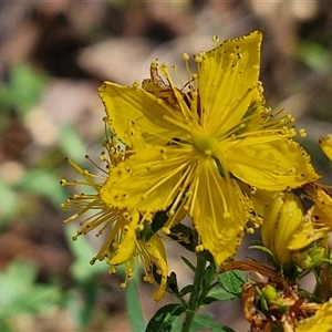 Hypericum perforatum at Goulburn, NSW - 22 Nov 2024