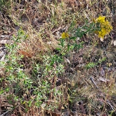 Hypericum perforatum at Goulburn, NSW - 22 Nov 2024