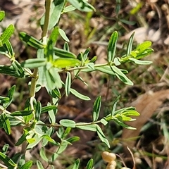 Hypericum perforatum at Goulburn, NSW - 22 Nov 2024 07:53 AM