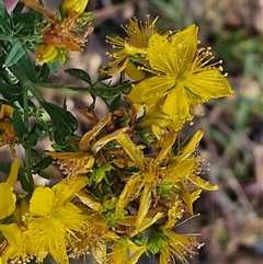 Hypericum perforatum at Goulburn, NSW - 22 Nov 2024