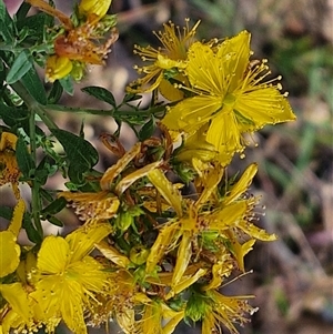 Hypericum perforatum at Goulburn, NSW - 22 Nov 2024