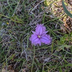 Thysanotus tuberosus subsp. tuberosus (Common Fringe-lily) at Jacka, ACT - 22 Nov 2024 by Wildlifewarrior80