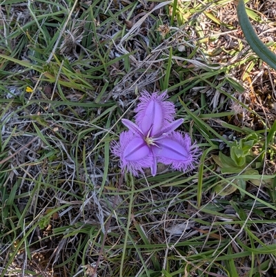 Thysanotus tuberosus subsp. tuberosus (Common Fringe-lily) at Jacka, ACT - 22 Nov 2024 by Wildlifewarrior80