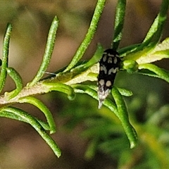 Mordella sp. (genus) at Goulburn, NSW - 21 Nov 2024 by trevorpreston