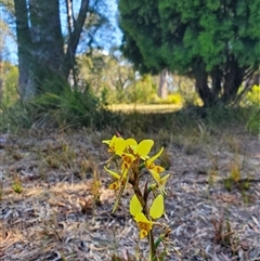 Diuris sulphurea at Orford, TAS - 10 Nov 2024 by LyndalT