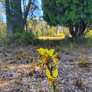 Diuris sulphurea at Orford, TAS by LyndalT