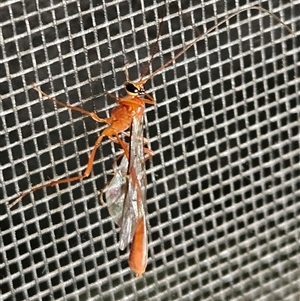 Dicamptus fuscicornis at Hawker, ACT - suppressed