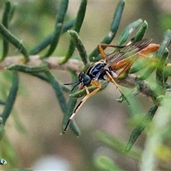 Unidentified Wasp (Hymenoptera, Apocrita) at Goulburn, NSW - 21 Nov 2024 by trevorpreston