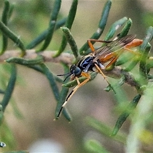 Evansomyia sp. (genus) (Stiletto fly) at Goulburn, NSW by trevorpreston