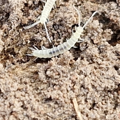 Unidentified Symphyla (Garden Centipede) at Goulburn, NSW - 21 Nov 2024 by trevorpreston