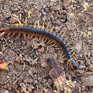 Cormocephalus sp.(genus) (Scolopendrid Centipede) at Goulburn, NSW by trevorpreston