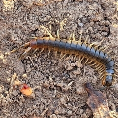 Cormocephalus sp.(genus) at Goulburn, NSW - 22 Nov 2024